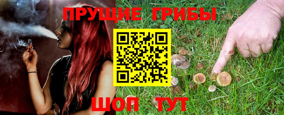 Псилоцибиновые грибы мицелий Нальчик